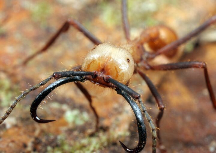 Самые опасные муравьи в мире