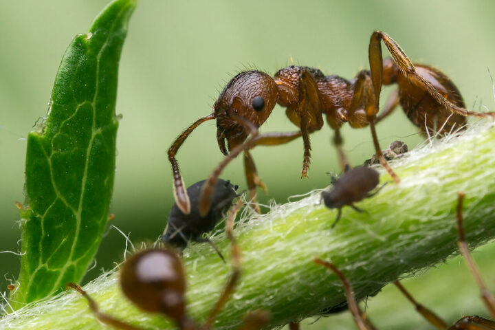 Симбиоз тли и муравья