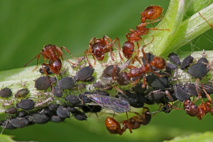 Симбиоз тли и муравья