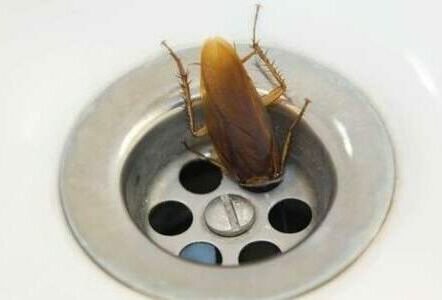 Тараканы в ванной и туалете