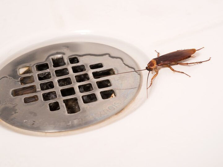 Тараканы в ванной и туалете