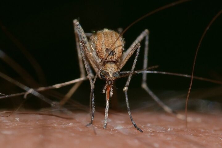 Уничтожение подвальных комаров