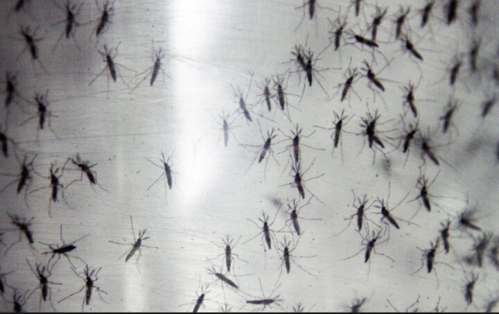 Уничтожение подвальных комаров