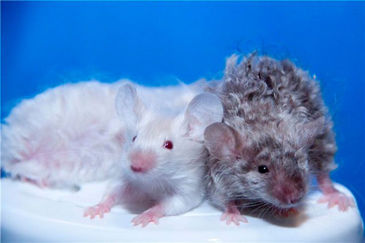 Разновидности крыс домашних с фото и названия