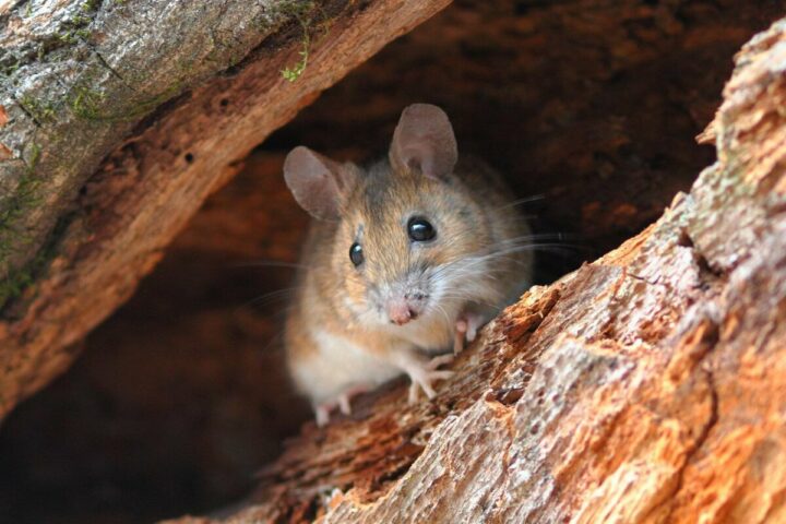 Виды мышей в дикой природе 