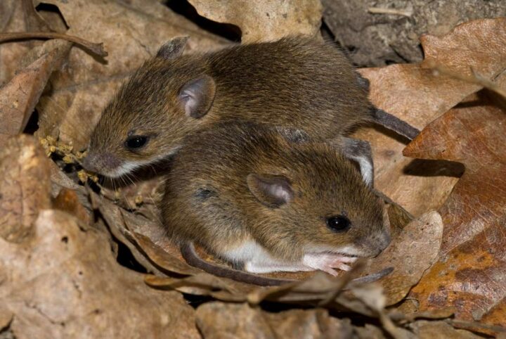 Виды мышей в природе 