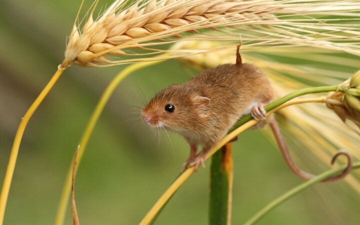 Виды мышей в дикой природе 