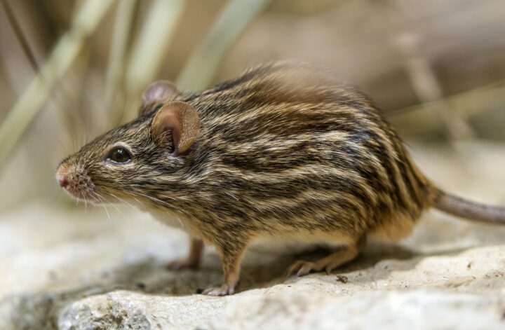 Виды мышей в дикой природе