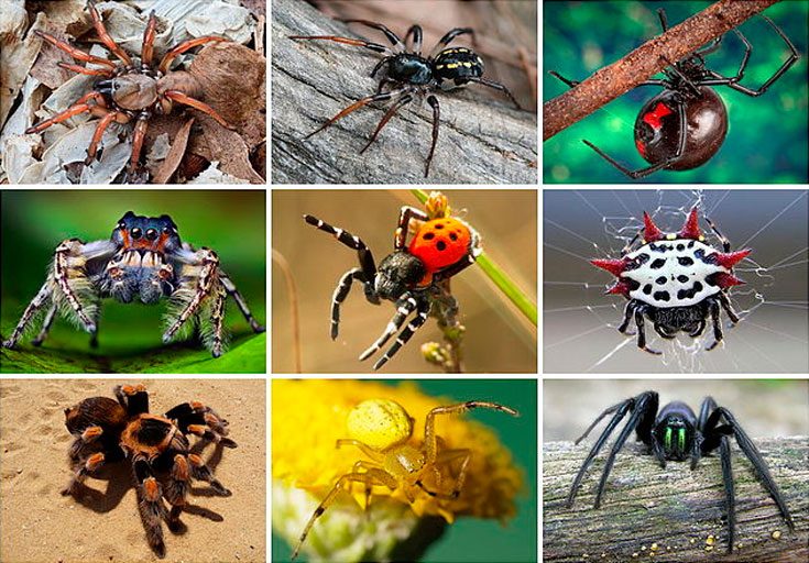 Виды пауков с фотографиями и названиями 