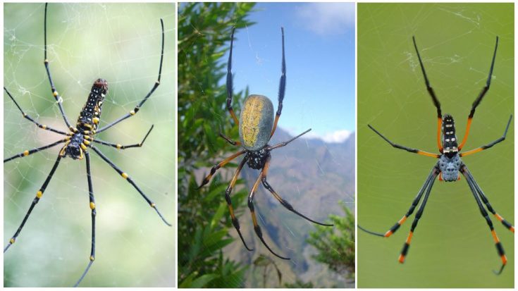 Виды пауков с иллюстрациями и названиями 