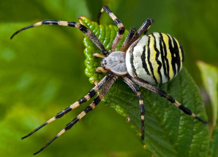 Виды пауков с иллюстрациями и названиями 