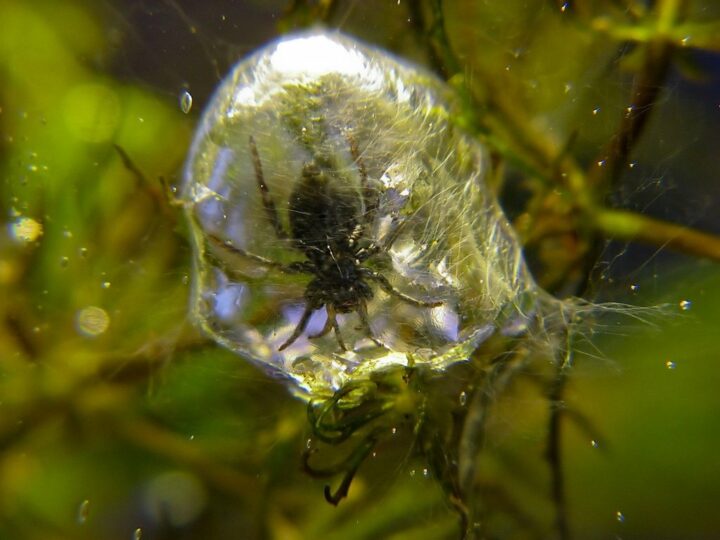 Серебряный паук водяной паук