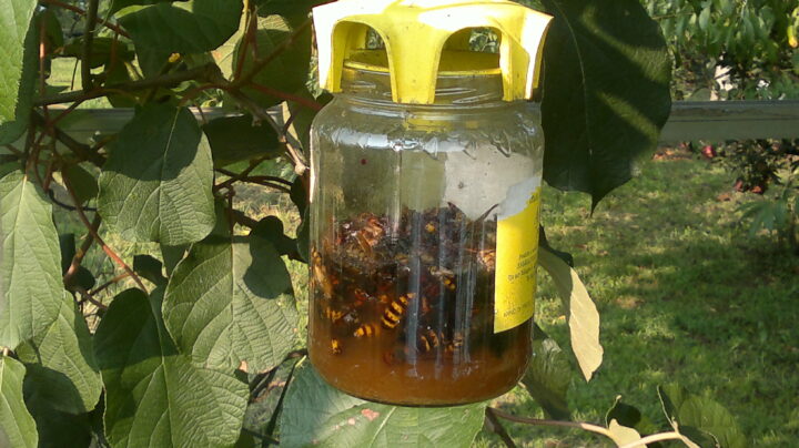 Защита от пчел дома и на природе