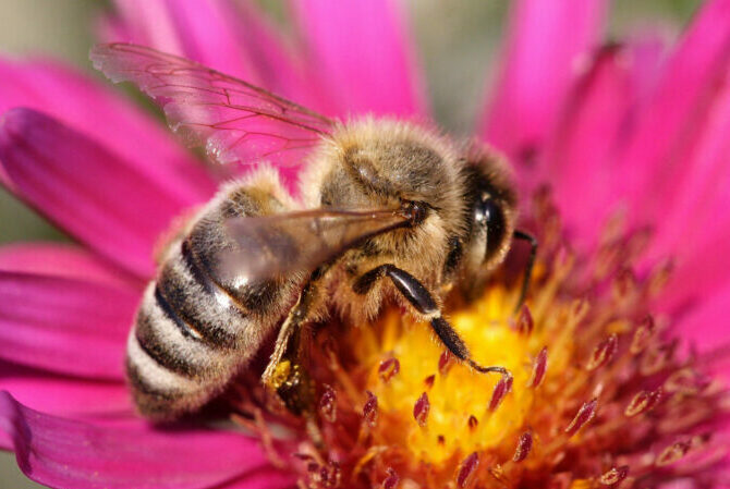 Защита от пчел дома и на природе