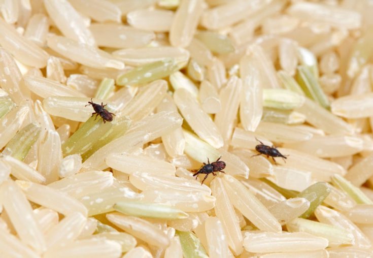 Зерновые жуки