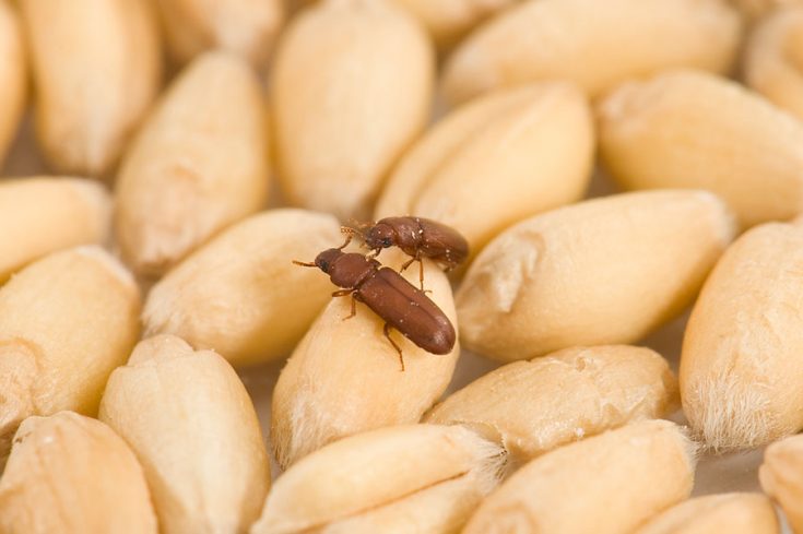 Зерновые жуки