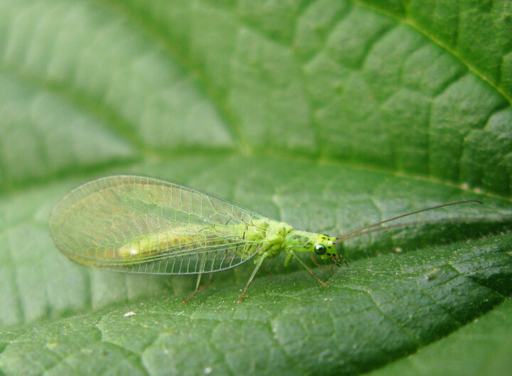 Златоглазка или зеленый комар в домашних условиях