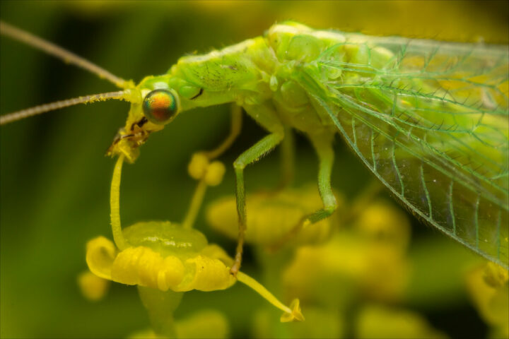Златоглазка или зеленый комар в домашних условиях